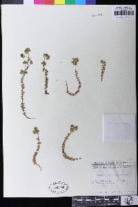Euphorbia deflexa image
