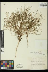 Stephanomeria diegensis image