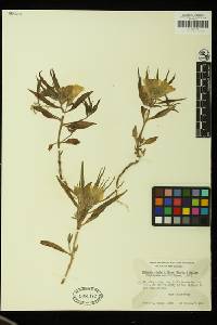 Antirrhinum confertiflorum image