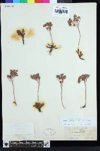 Sedum obtusatum subsp. obtusatum image