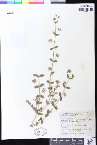 Euphorbia hypericifolia image