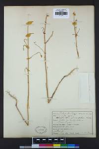 Streptanthus diversifolius image