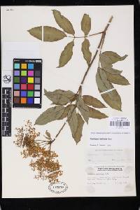 Sambucus nigra image