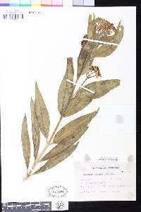 Image of Asclepias barjoniifolia