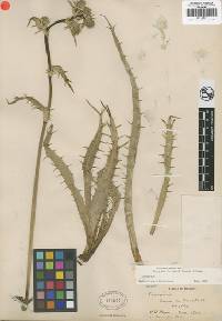 Image of Eryngium purpusii
