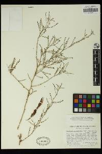 Parkinsonia microphylla image