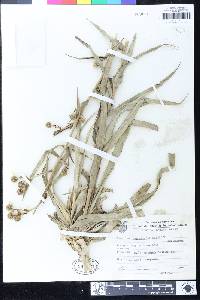 Eryngium sellowii image