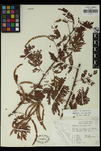 Desmanthus fruticosus image