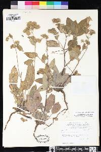 Phacelia mutabilis image