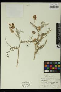Astragalus magdalenae image