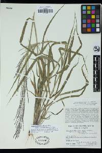 Leptochloa panicea image