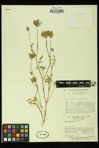 Daucus pusillus image