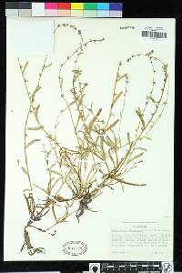 Image of Plagiobothrys glyptocarpus