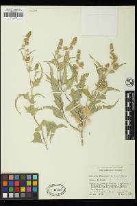 Ambrosia flexuosa image