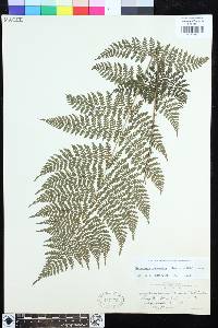 Dryopteris intermedia image