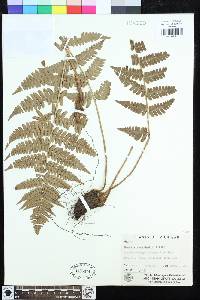 Dryopteris marginalis image