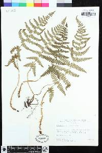 Dryopteris arguta image