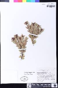 Vaccinium consanguineum image