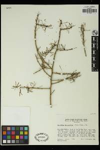 Parkinsonia microphylla image