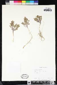 Scutellaria nana image