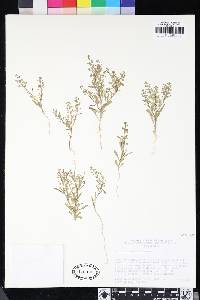 Lepidium lasiocarpum image