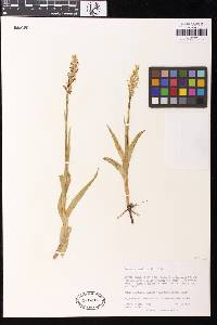 Platanthera hyperborea image