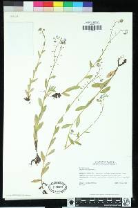 Myosotis scorpioides image