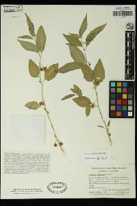 Solanum deflexum image