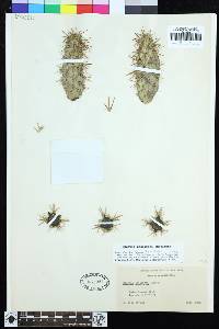 Cylindropuntia prolifera image