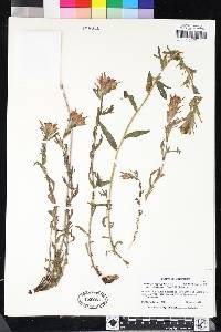 Castilleja applegatei subsp. pinetorum image