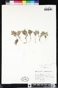 Scutellaria nana image