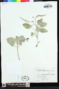 Cycladenia humilis var. humilis image