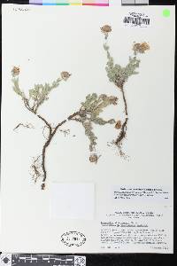 Monardella australis image