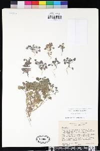 Phacelia lemmonii image