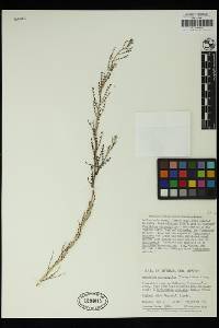 Parkinsonia microphylla image