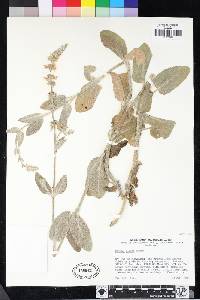 Stachys albens image