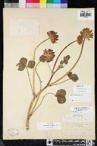 Trifolium fucatum image