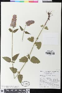 Agastache urticifolia image