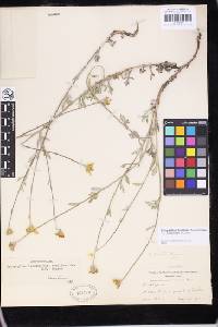 Eriophyllum lanatum image