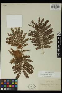 Albizia julibrissin image