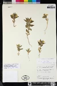 Antirrhinum mohavea image