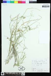 Funastrum cynanchoides image