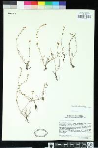 Image of Plagiobothrys distantiflorus