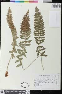 Polystichum scopulinum image