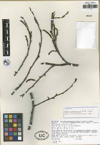 Image of Populus guzmanantlensis
