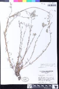 Cryptantha muricata image