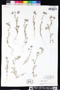 Phacelia distans image