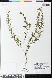 Scutellaria siphocampyloides image