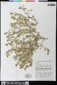 Lepidium oblongum image