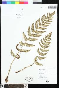 Dryopteris marginalis image